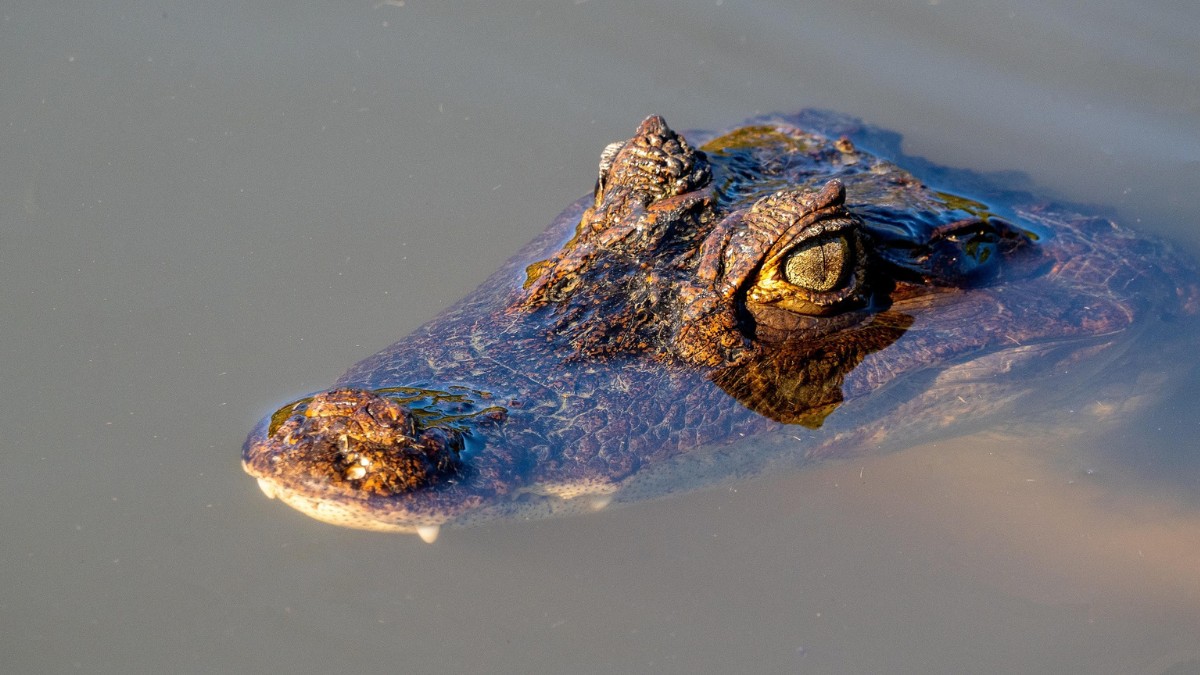 Em áreas com incidência do animal o ideal é ter cuidado e atenção / Pixabay