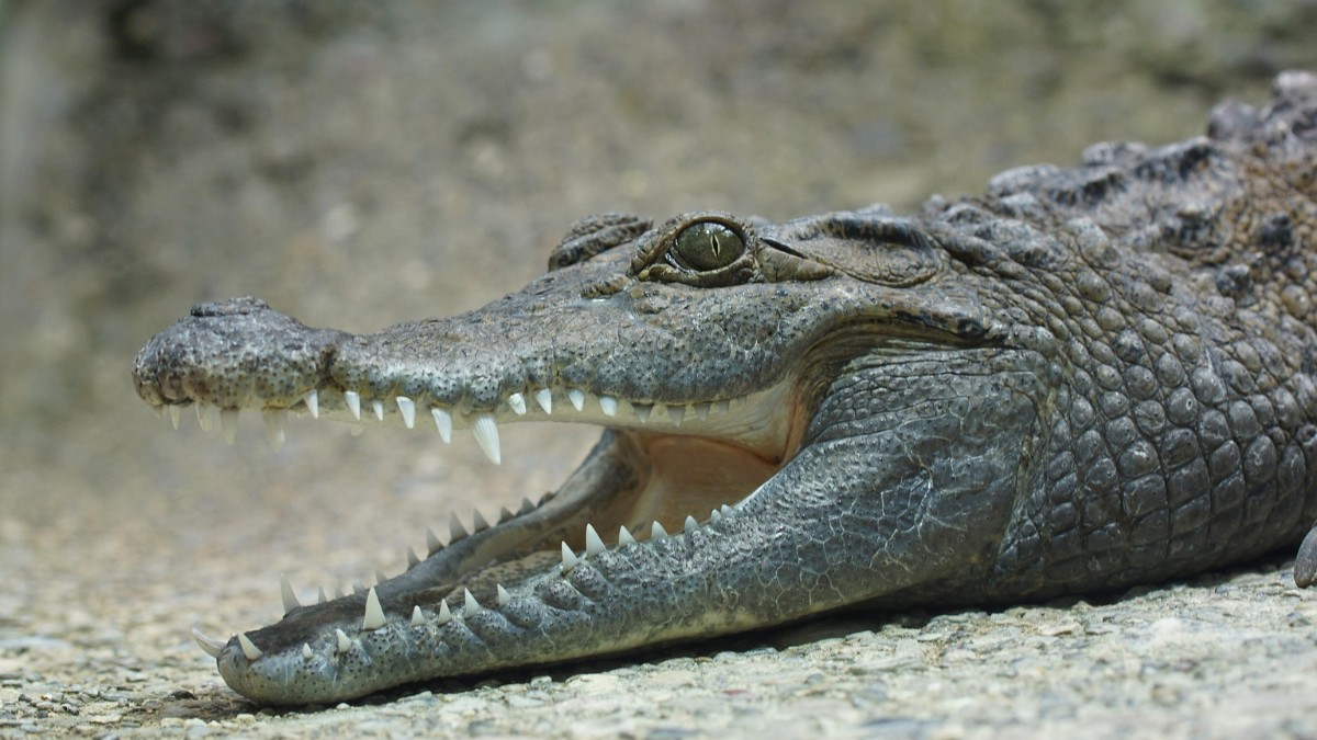Os crocodilos são responsáveis por centenas de mortes de humanos todos os anos / Pixabay