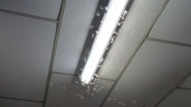 Cupins alados como evitar a invasão dos bichinhos de luz no verão