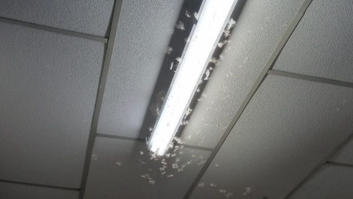 Cupins alados como evitar a invasão dos bichinhos de luz no verão