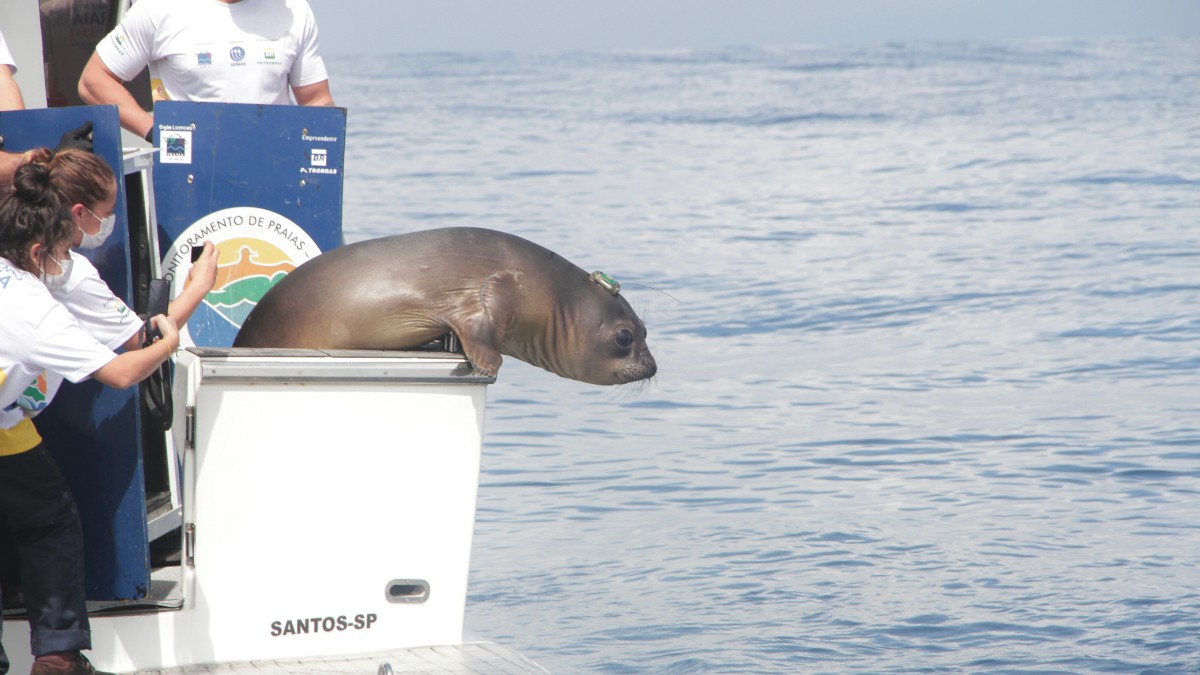 Animais foram devolvidos ao mar