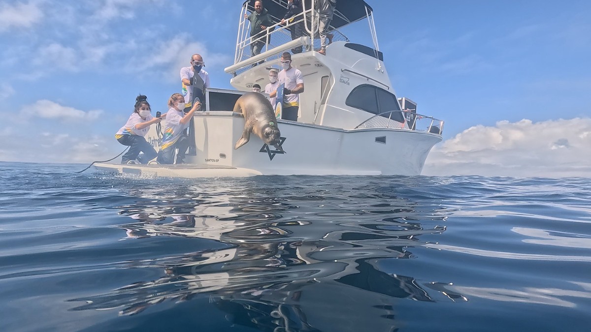 Os movimentos dos animais poderão ser acompanhados por meio dos sinais emitidos pelos transmissores / Divulgação