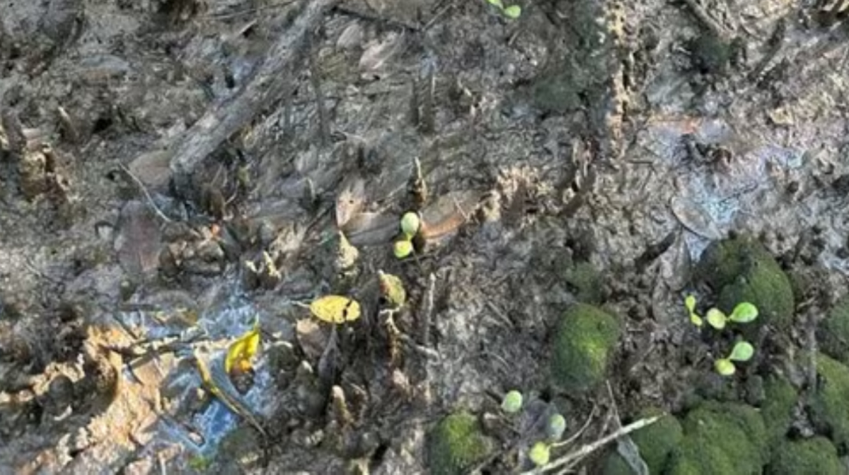 O problema não se restringe aos caranguejos / Laboratório de Aquicultura Sustentável/Unesp/CLP
