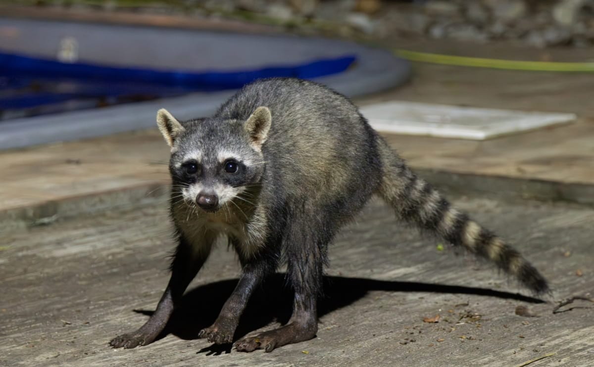 Uma das pessoas que foi até o local é o biólogo e ornitólogo Bruno Lima, que disse que, em toda a sua carreira, só viu esse bicho uma vez na vida, no bairro do Guaraú, também em Peruíbe / Marco Cruz Arquivo Pessoal