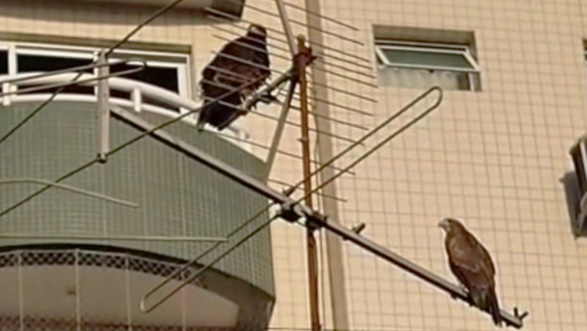 A espécie mais observada na região é o gavião-asa-de-telha