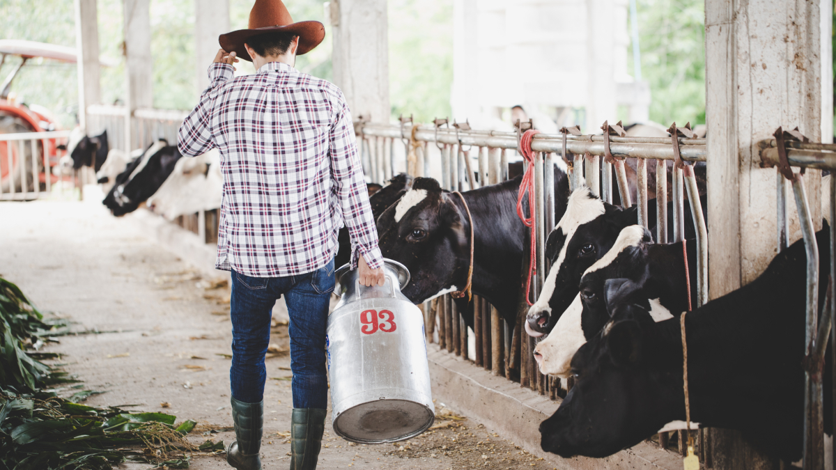 O rebanho conta com mais de 2 mil vacas holandesas