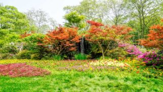 Descubra a abélia, a planta que simplifica a jardinagem e garante um paisagismo deslumbrante o ano inteiro