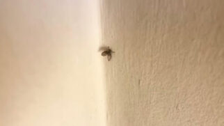 Saiba como a mosca de banheiro, apesar de inofensiva, pode prejudicar a higiene da sua casa e como combatê-la