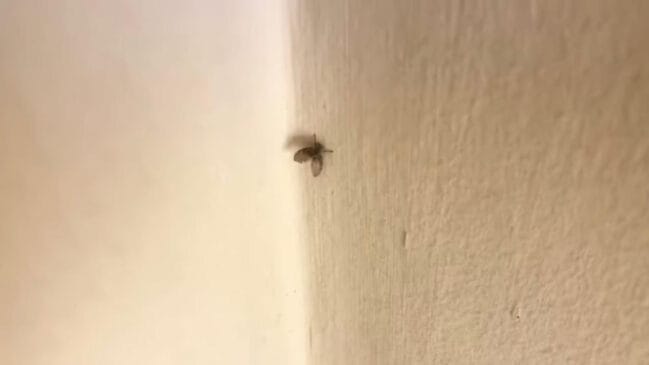 Saiba como a mosca de banheiro, apesar de inofensiva, pode prejudicar a higiene da sua casa e como combatê-la