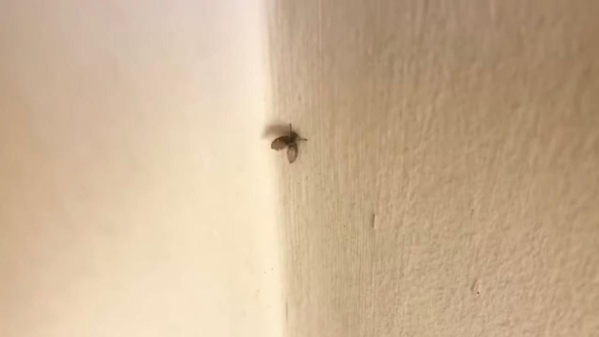 Saiba como a mosca de banheiro, apesar de inofensiva, pode prejudicar a higiene da sua casa e como combatê-la