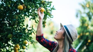 Quais árvores plantar em setembro para colher no verão