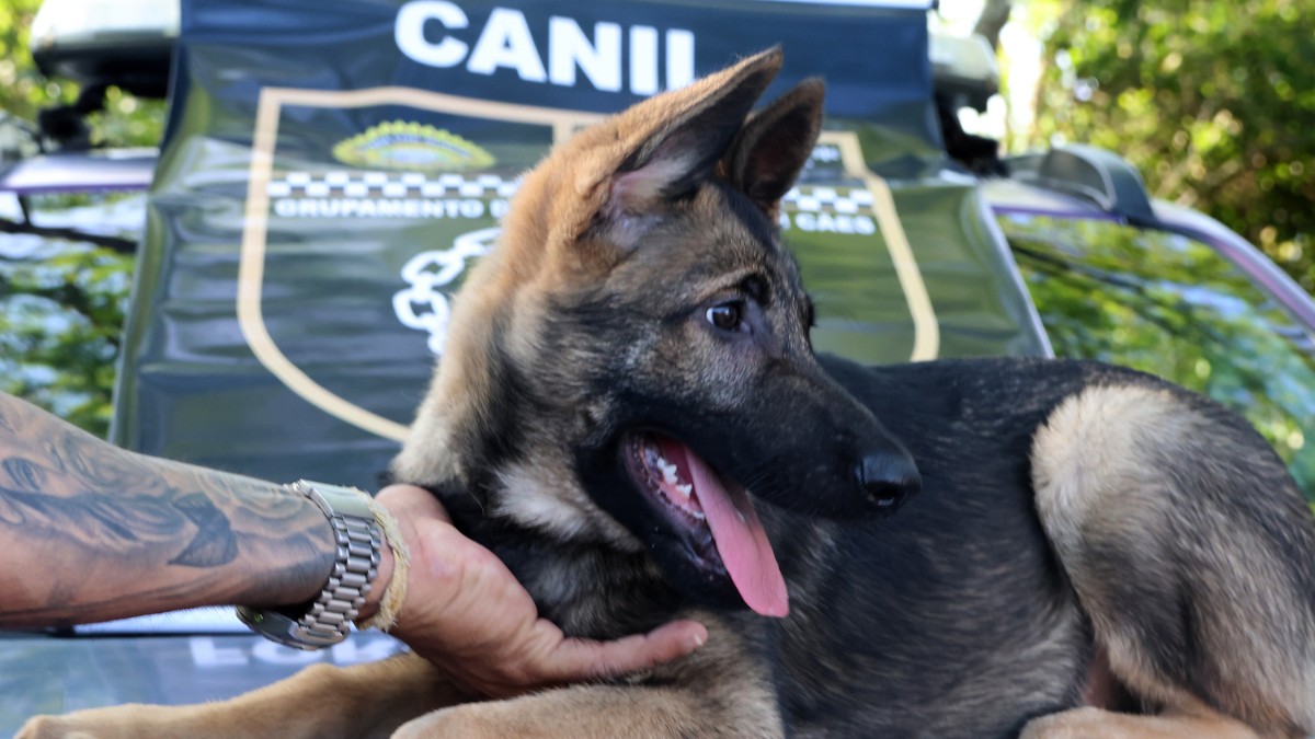 Os animais ainda não têm nomes definidos e escolha será feita nas redes sociais