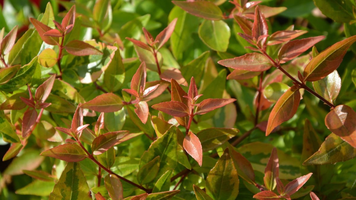 A planta é uma opção interessante para jardins / Pixabay
