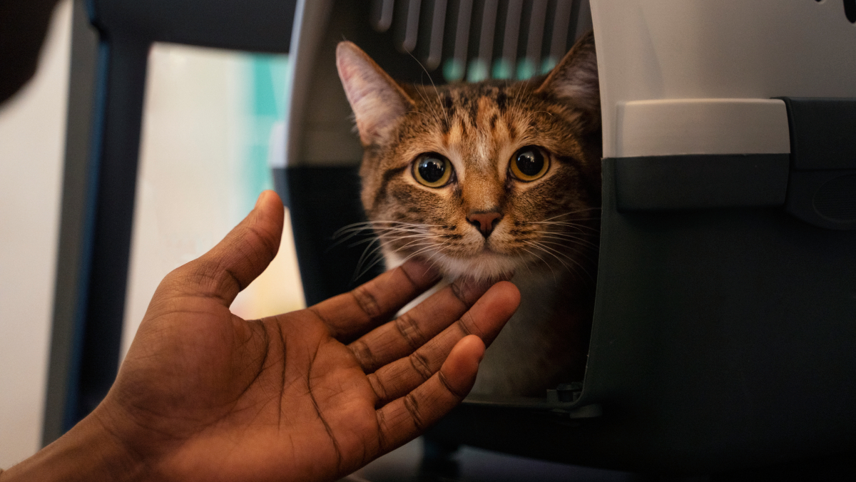 Compreender esses sinais significa respeitar a forma singular que os gatos têm de se relacionar com o mundo e com seus tutores