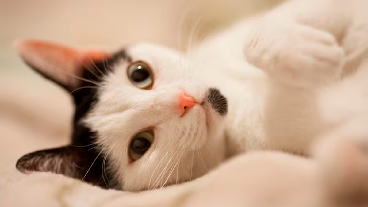 As orelhas dos gatos funcionam quase como sensores.