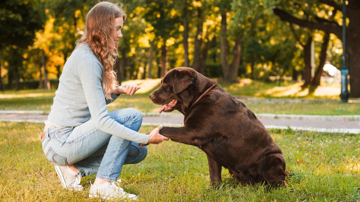 Falar com um cachorro ou gato vai além de um ato espontâneo de carinho / Freepik