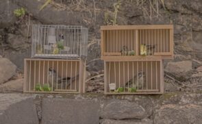Animais foram apreendidos, o suspeito encaminhado à delegacia e a Polícia Ambiental acionada para identificar as espécies
