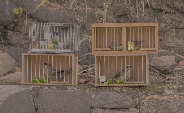 Animais foram apreendidos, o suspeito encaminhado à delegacia e a Polícia Ambiental acionada para identificar as espécies