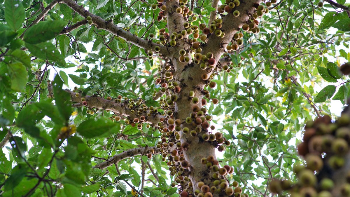 Mais do que um prazer de infância, a jabuticaba se revela um tesouro científico