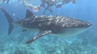 Peixe com até 20 metros de comprimento foi avistado pelo menos 20 vezes na costa paulista
