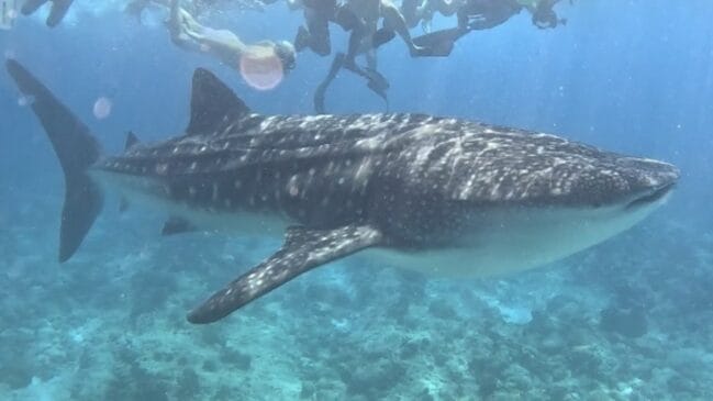 Peixe com até 20 metros de comprimento foi avistado pelo menos 20 vezes na costa paulista
