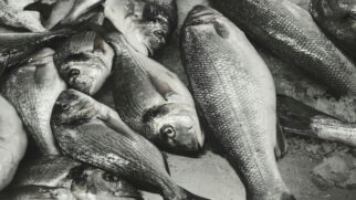 Cada vez mais essa espécie em específico tem ganhado reconhecimento entre os nutricionistas