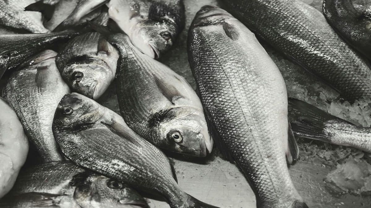 De acordo com nutricionistas, a sardinha também pode ser preparada de maneira rápida, é acessível e contém muitas vitaminas (Ana Vieira/Pexels)
