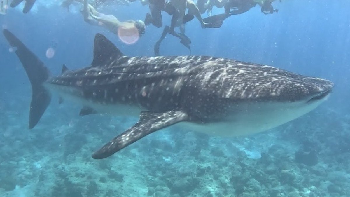 Peixe com até 20 metros de comprimento foi avistado pelo menos 20 vezes na costa paulista