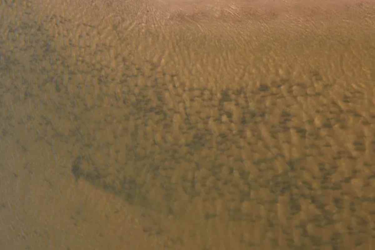 O grupo de peixes continha milhares de exemplares, incluindo matrinchã, papa-terra e piais