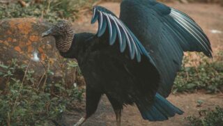 Em resumo, essas bactérias foram encontradas em aves silvestres