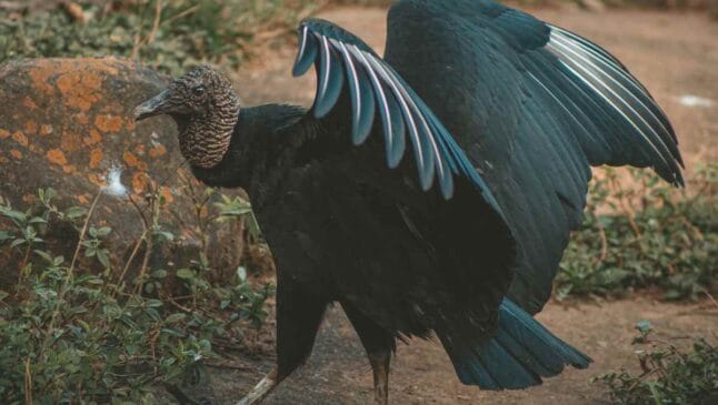 Em resumo, essas bactérias foram encontradas em aves silvestres