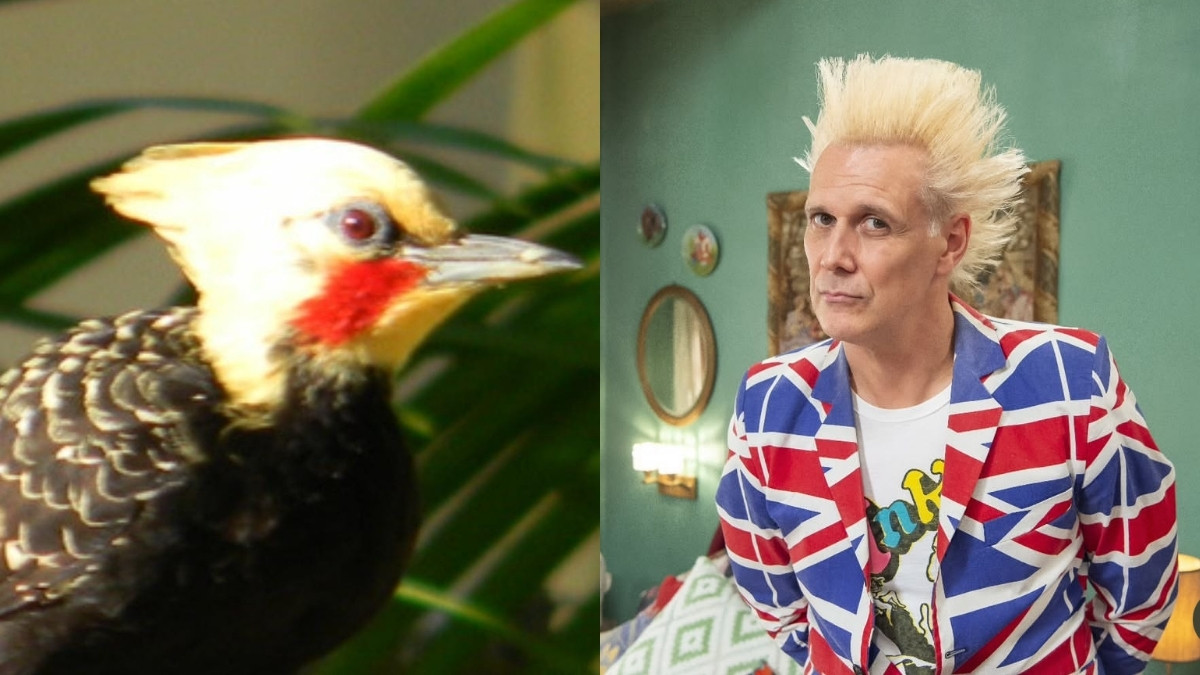 A ave destaca-se pelo vistoso topete amarelo que dá origem à maior parte de seus nomes populares