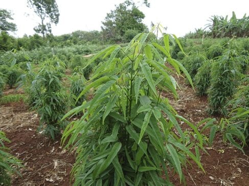 Pesquisadores da Unicamp desenvolveram um gel fitoterápico a partir da planta Fridericia chica