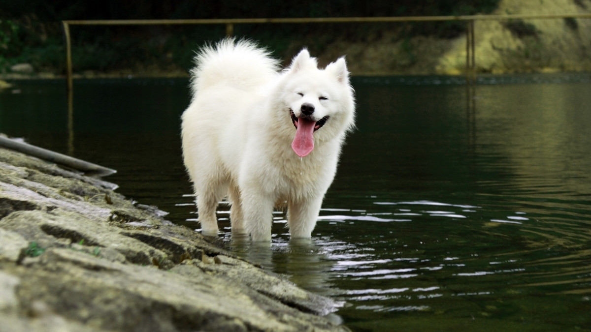 Os animais têm uma maneira própria de chamar a atenção dos humanos e de tentar se comunicar / Pixabay
