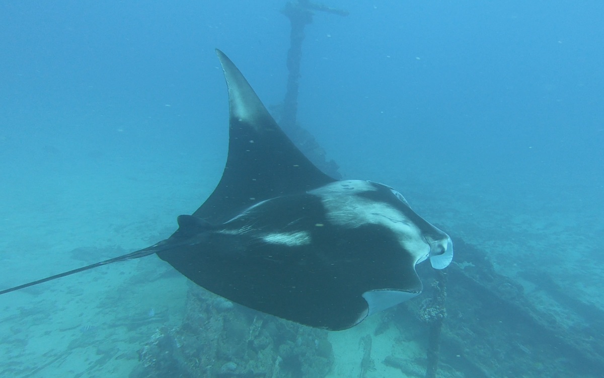 Raia-manta foi batizada de Mobula yarae, em homenagem à Iara (Divulgação)