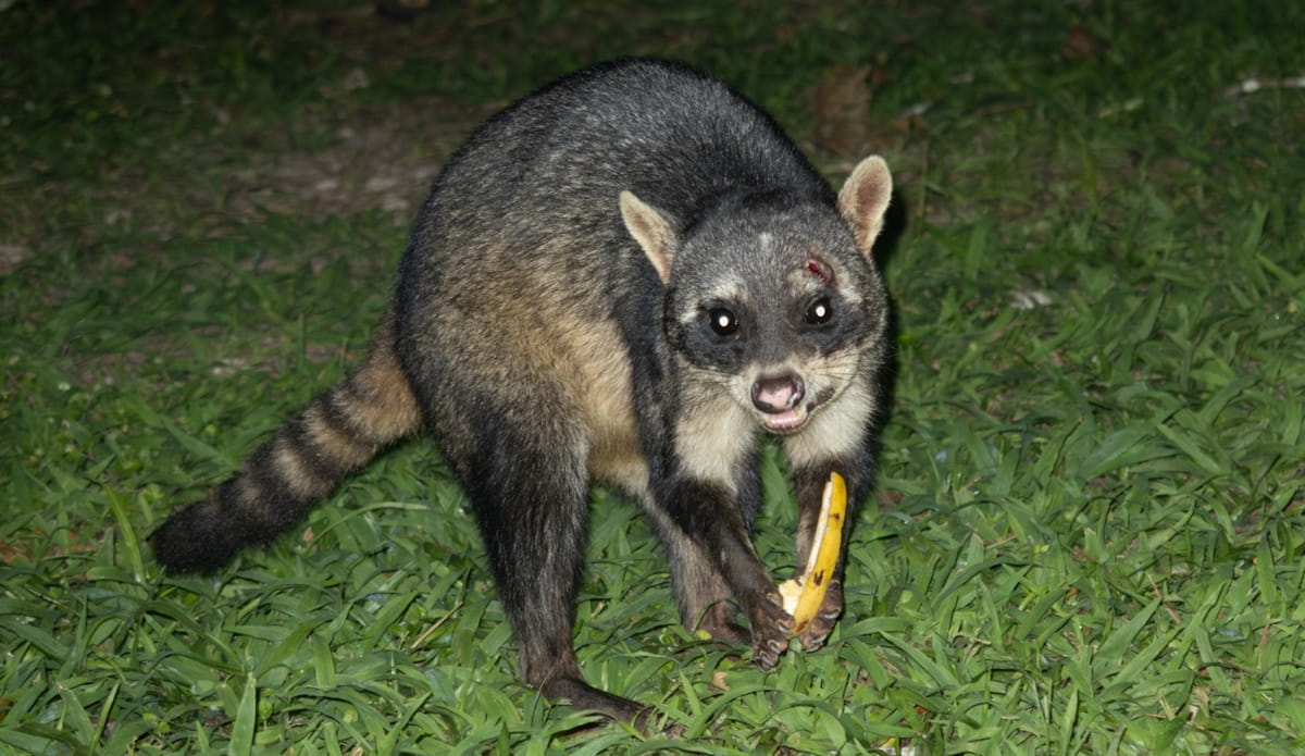 Uma curiosidade a respeito dessa espécie é que esses bichos são bem limpinhos e lavam a sua comida antes de comer