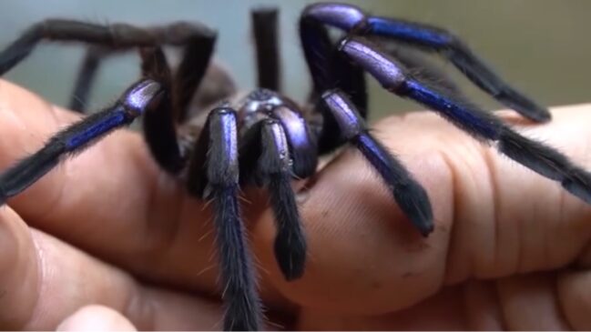 Cientistas encontram espécie inédita com coloração vibrante em habitat incomum
