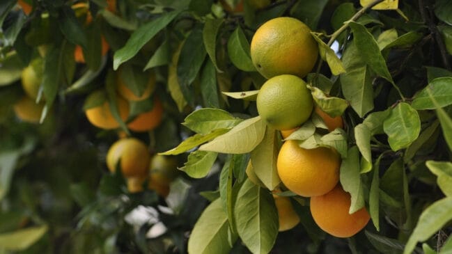 O Brasil é o maior produtor de laranja do mundo / Pixabay