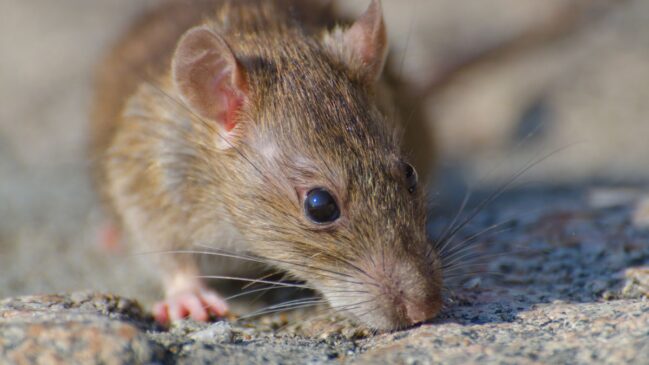 Ratos costumam buscar abrigo dentro de casa durante o frio, entrando por pequenas frestas ou ralos, prevenir é a melhor forma de mantê-los longe