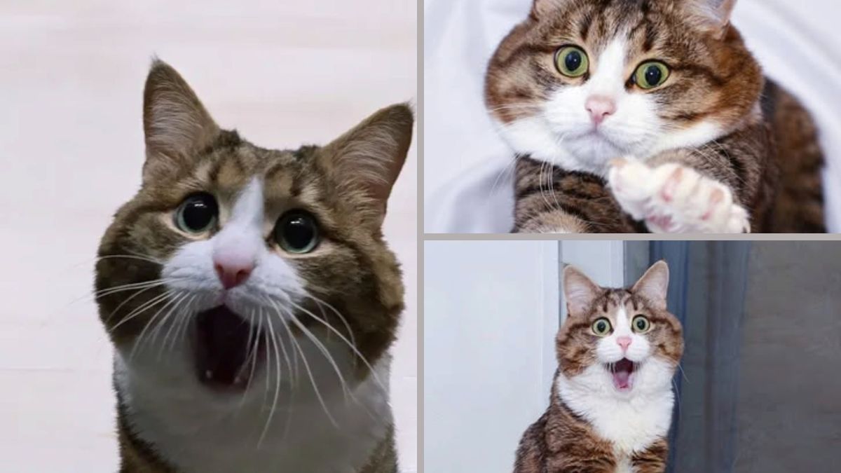 Cada foto é um show de carisma: o gato russo faz sucesso por suas reações espontâneas/ Reprodução Instagram/@rexiecat