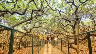 Uma 'floresta' formada por um único organismo, símbolo vivo da cidade de Parnamirim (RN)