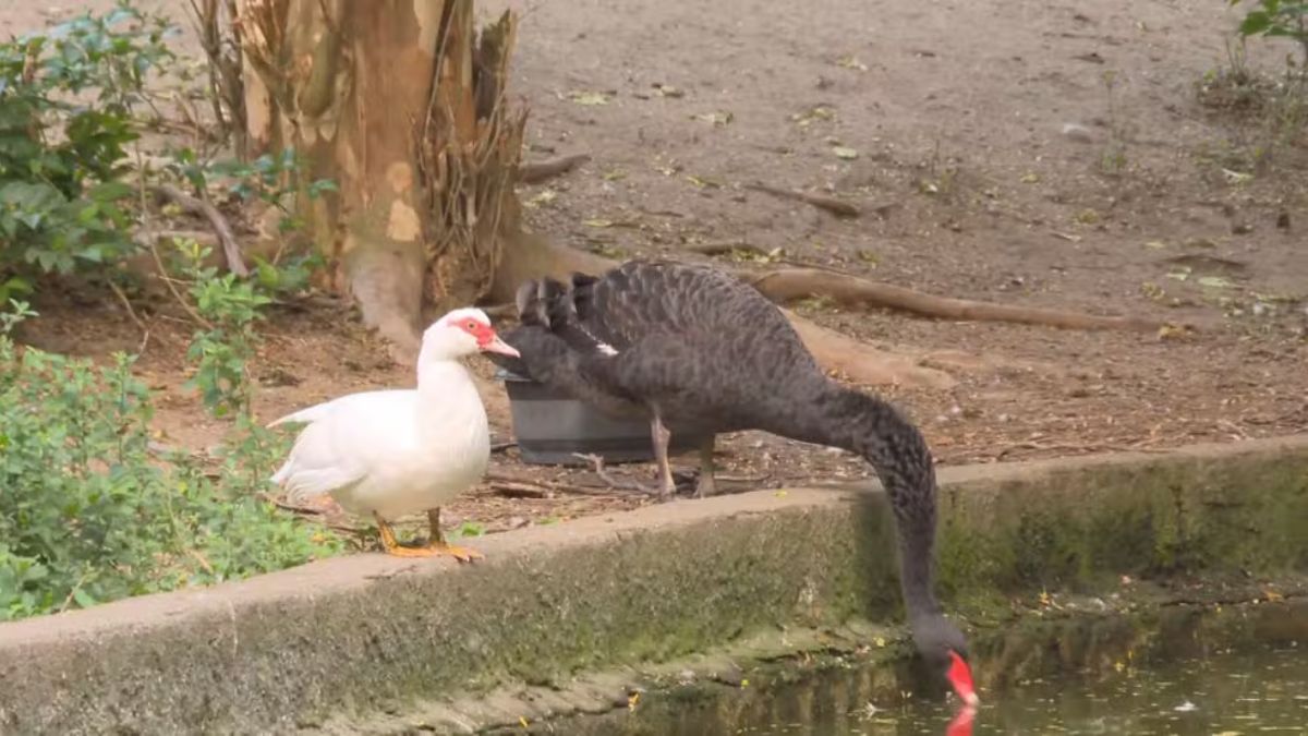 Os frequentadores do parque Guinle lamentam a situação