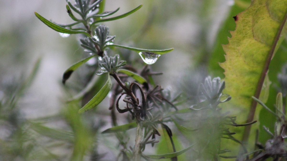 A exposição ao aroma da planta pode favorecer concentração e clareza mental/Pixabay