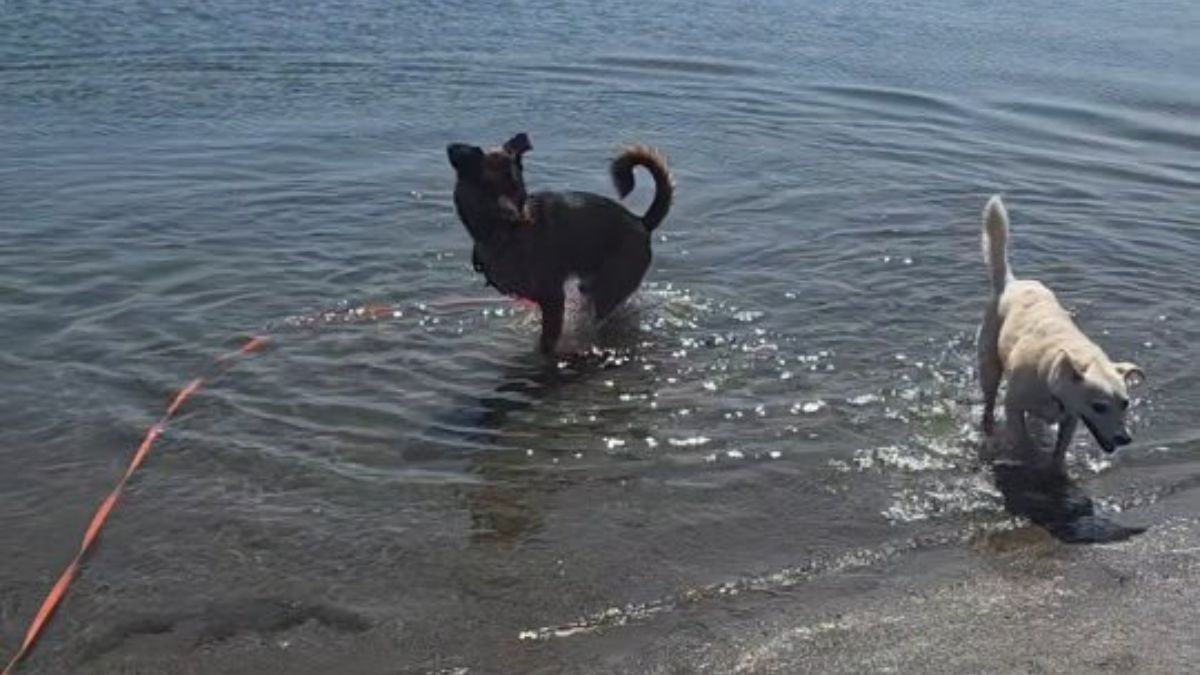 História de resiliência e gentileza inspira tutores e amantes de animais pelo mundo/Instagram/k9bluezeke