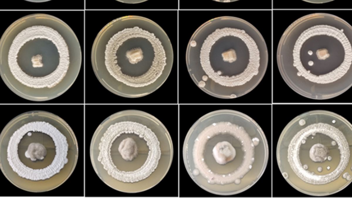 O trabalho ocorre em um contexto de crescimento acelerado do mercado de bioinsumos agrícolas no Brasil, que nos últimos cinco anos apresentou expansão superior a 10% ao ano - Foto: Divulgação Esalq