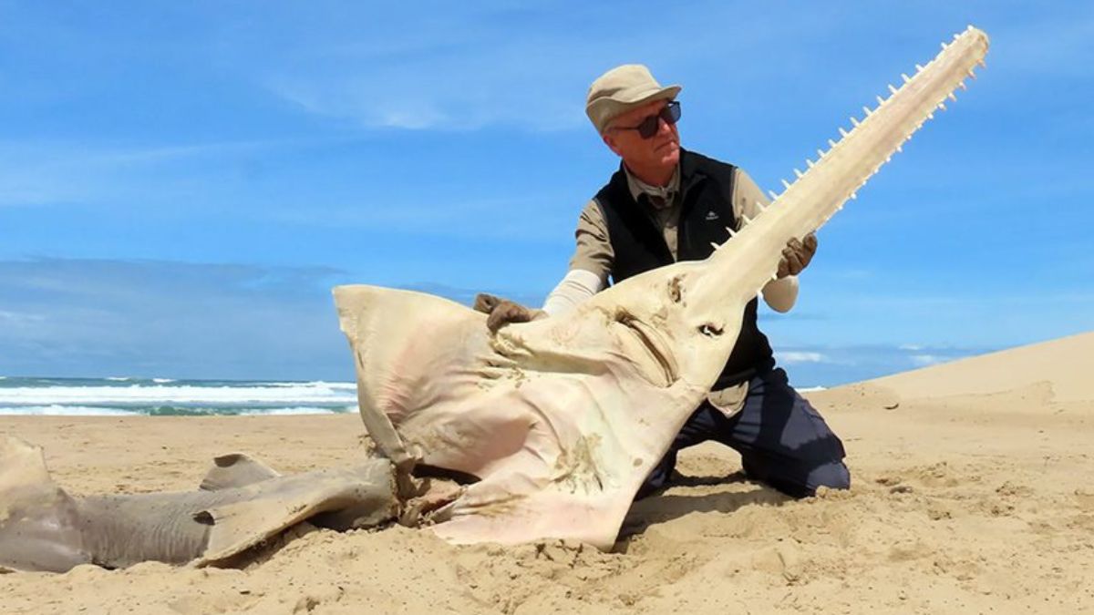 Apesar do nome, o peixe-serra não é um tubarão, mas uma raia de corpo alongado e focinho serrilhado característica que lhe dá o formato curioso de uma guitarra. Kevin Cole / Reprodução