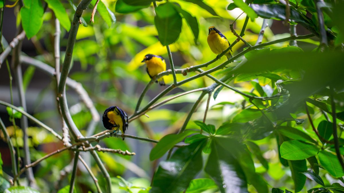 Além de encher o ambiente de vida, as aves ajudam no equilíbrio ecológico / Freepik