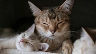 Como o seu gato afeta o seu cérebro sem você perceber (e você o dele); a ciência explica5