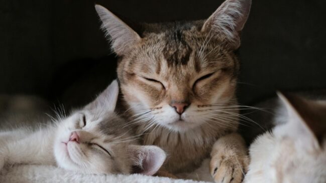Como o seu gato afeta o seu cérebro sem você perceber (e você o dele); a ciência explica5