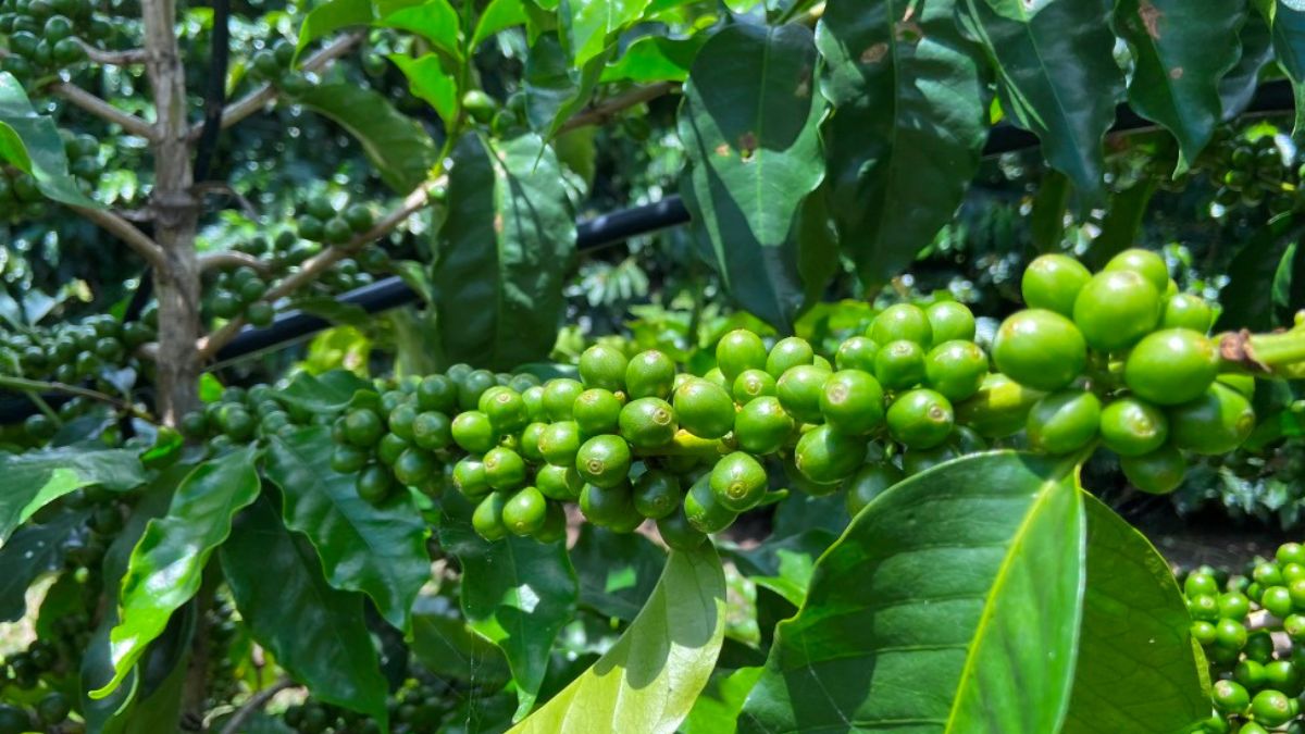 Reconhecida como a "Terra do Café", Piatã produz grãos premiados no Brasil e no exterior, atraindo amantes da bebida para degustações únicas/ Blog Anderson Sotero